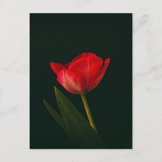 Single Red Tulip Postkarte