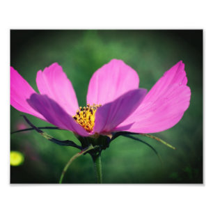 Single Rosa Kosmos Blume im Blut 8x10 Fotodruck