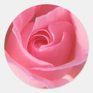 Single Rosa Rose Runder Aufkleber