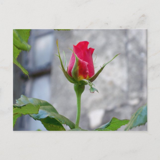 Single Rose Bud Postcard Postkarte (Vorderseite)