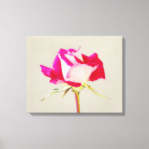 Single Rose Fotografie Leinwanddruck