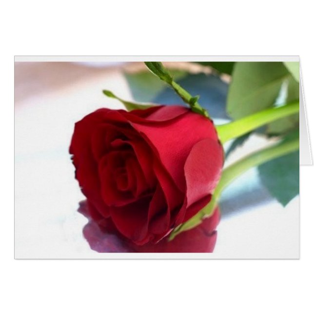 Single rote Rose (Vorderseite (Horizontal))