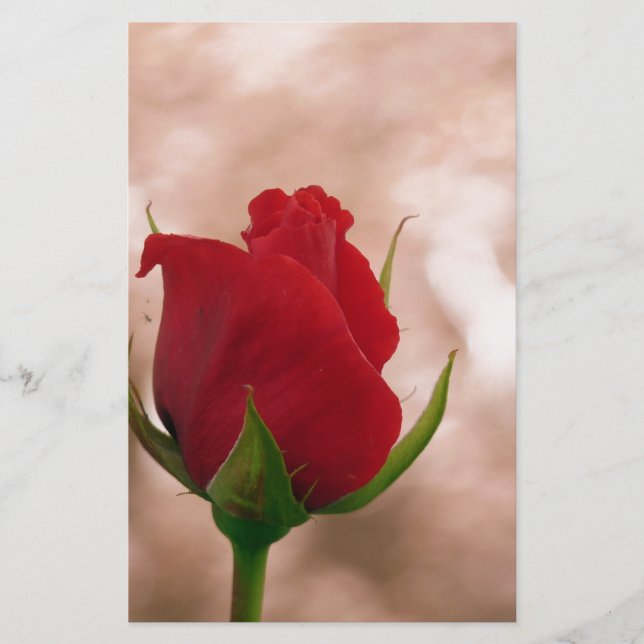 Single Rote Rose Briefpapier (Vorderseite)