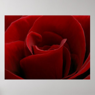 Single-Rote Rose drucken Poster