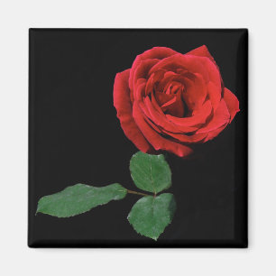 Single Rote Rose Magnet