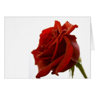 Single-Rote Rose mit Tau-Tropfen