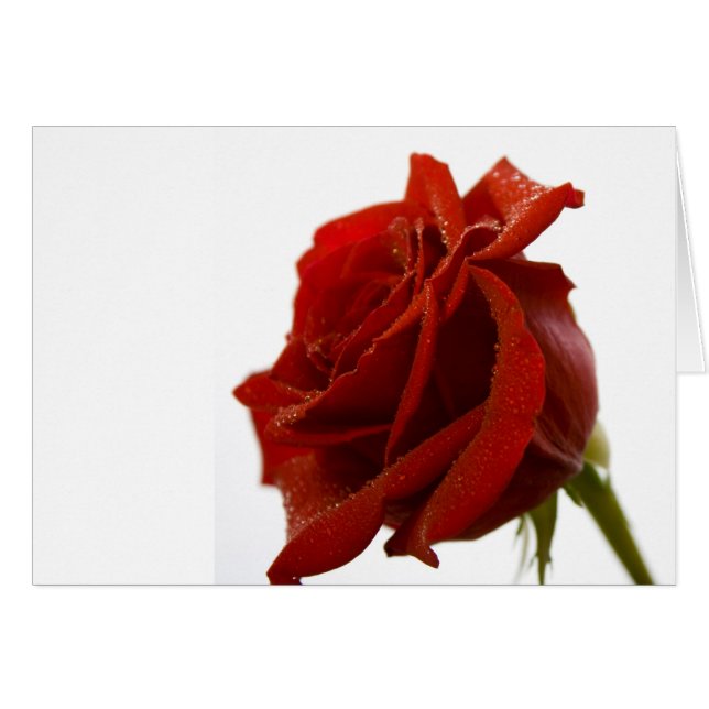 Single-Rote Rose mit Tau-Tropfen (Vorderseite (Horizontal))