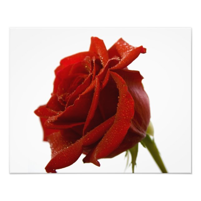 Single-Rote Rose mit Taubstropfen Fotodruck (Vorne)