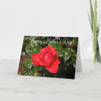 Single rote Rose Muttertagskarte