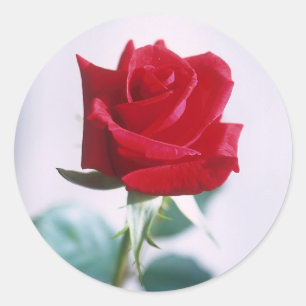 Single-Rote Rose passt Sticker zusammen