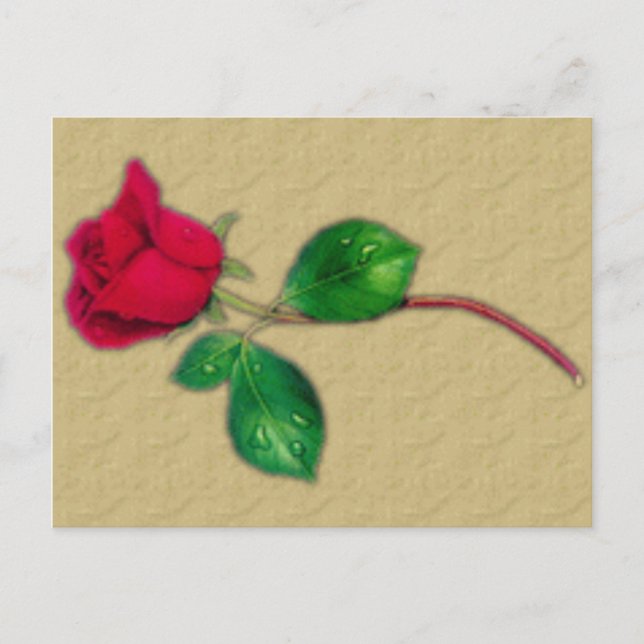 Single Rote Rose Postkarte (Vorderseite)