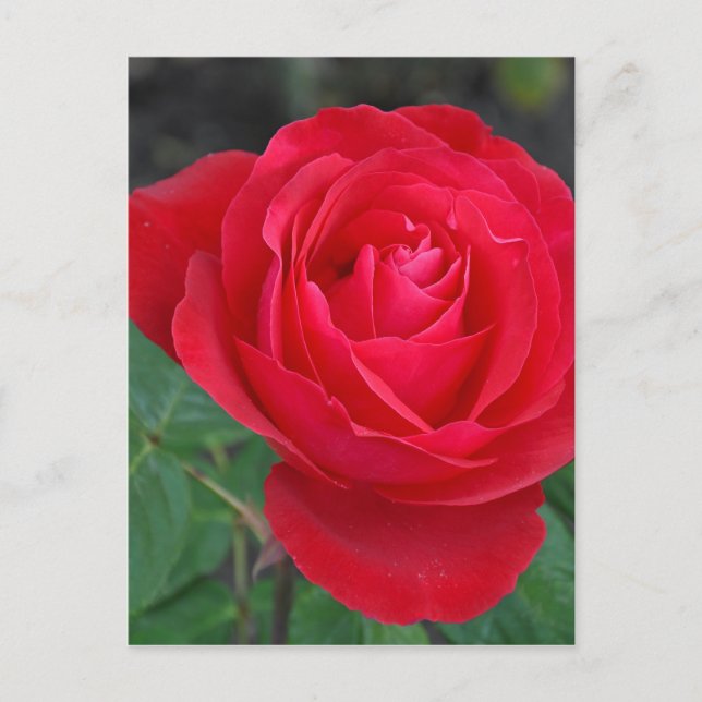 Single rote Rose Postkarte (Vorderseite)