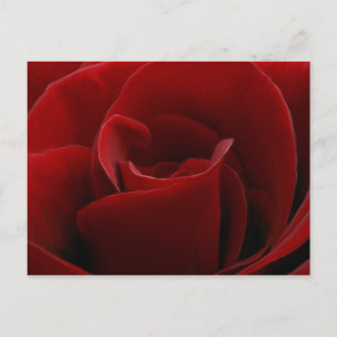 Single Rote Rose Postkarte