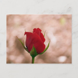 Single Rote Rose Postkarte