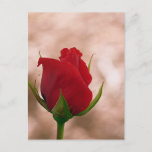 Single Rote Rose Postkarte