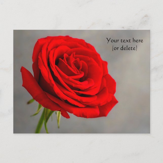 Single Rote Rose Postkarte (Vorderseite)