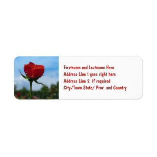 Single-Rote Rose und blauer Himmel
