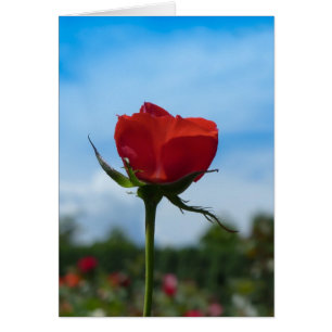 Single-Rote Rose und blauer Himmel