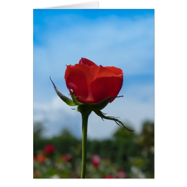 Single Rote Rose und Blue Sky (Vorne)