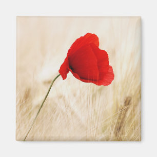 Single Roter Mohn auf einem grasbewachsenen Feld Magnet