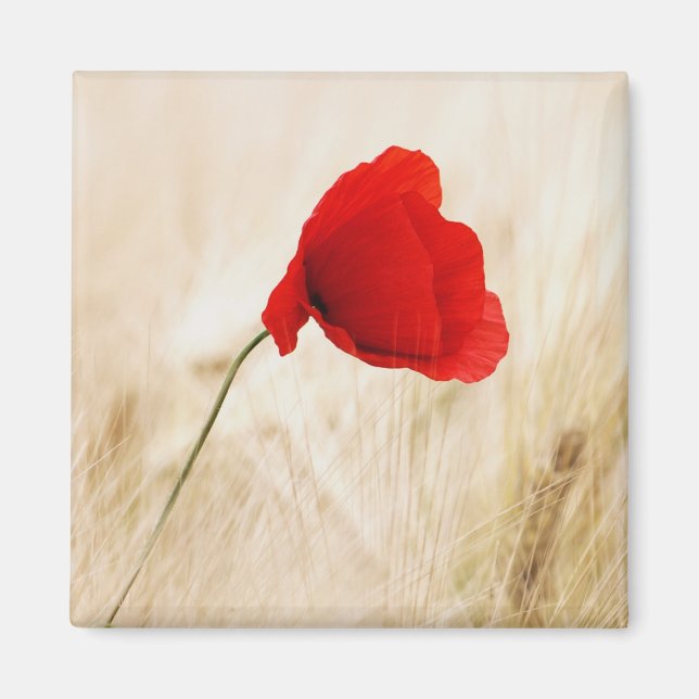 Single Roter Mohn auf einem grasbewachsenen Feld Magnet (Vorne)