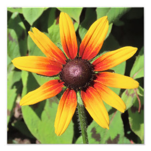 Single Rudbeckia Blume Fotografie