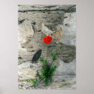 Single-Rundschatten Poster