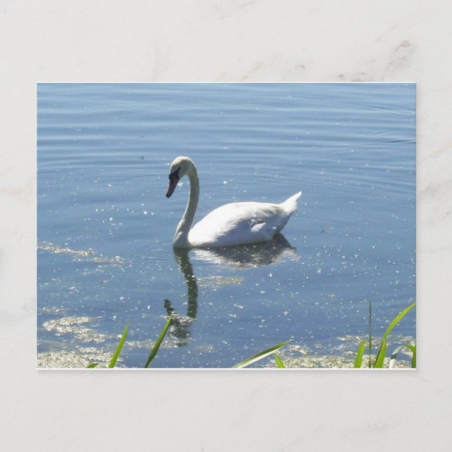Single-Schwan-Postkarte Postkarte (Vorderseite)