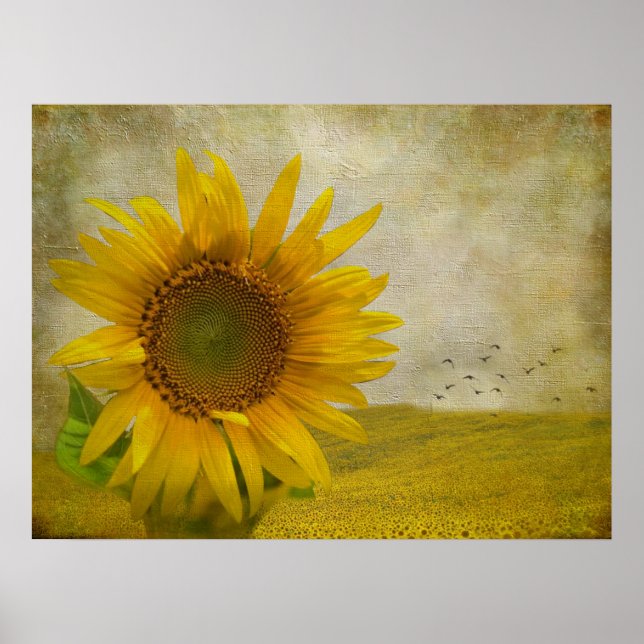 Single Sonnenblume auf Sonnenblumenweide Poster (Vorne)