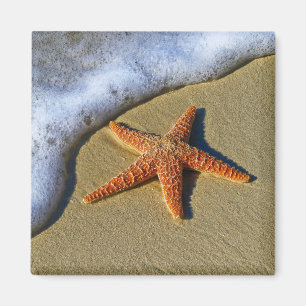 Single Starfish am Strand Magnet
