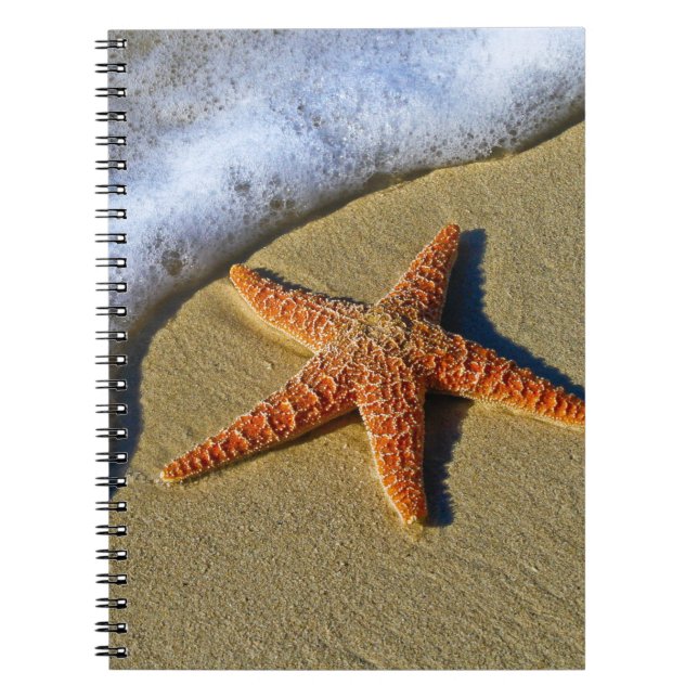 Single Starfish am Strand Notizblock (Vorderseite)