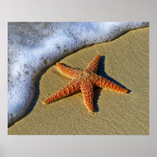Single Starfish am Strand Poster