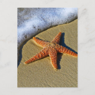 Single Starfish am Strand Postkarte