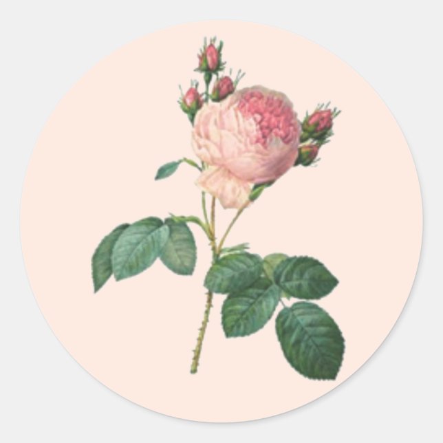 Single Stem English Rose Botanical Runder Aufkleber (Vorderseite)