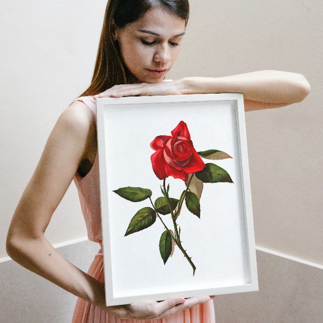Single Stem Rote Rose Poster (Von Creator hochgeladen)