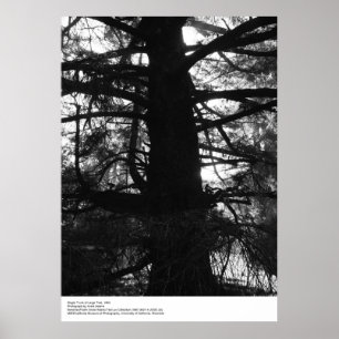 Single Trunk of Large Tree, 1963, von Ansel Adams Poster