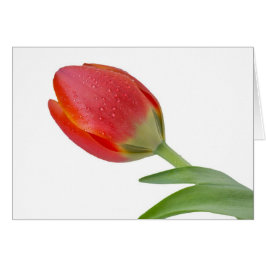 Single Tulip