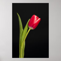 Single Tulpe auf schwarzem Hintergrund