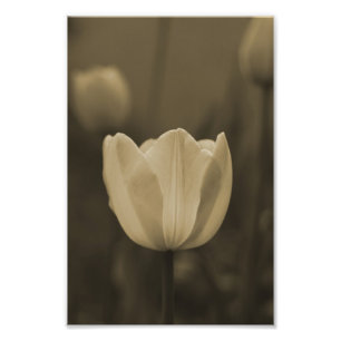 Single-Tulpe-Blumenphotographiedruck Sepiaton Fotodruck