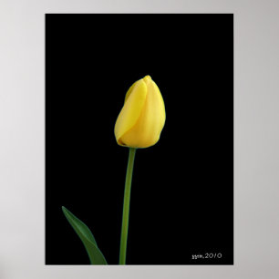 Single Tulpengelb Blume Poster