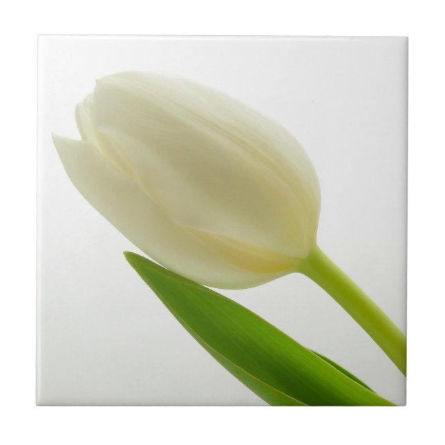 Single-Weiß-Tulpe Fliese (Vorderseite)