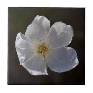 Single-Weißblüte Fliese