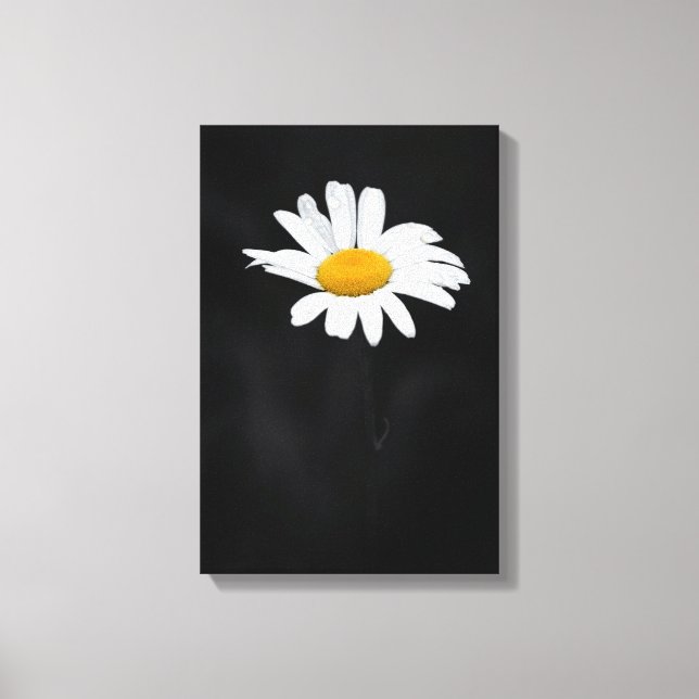 Single White and Yellow Daisy Blume on Black Leinwanddruck (Vorderseite)
