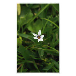 Single White Bloom Wildblume Makro Foto drucken
