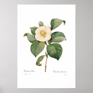 Single White Camellia Poster