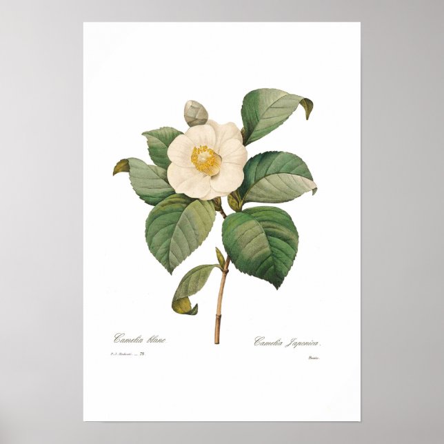 Single White Camellia Poster (Vorne)