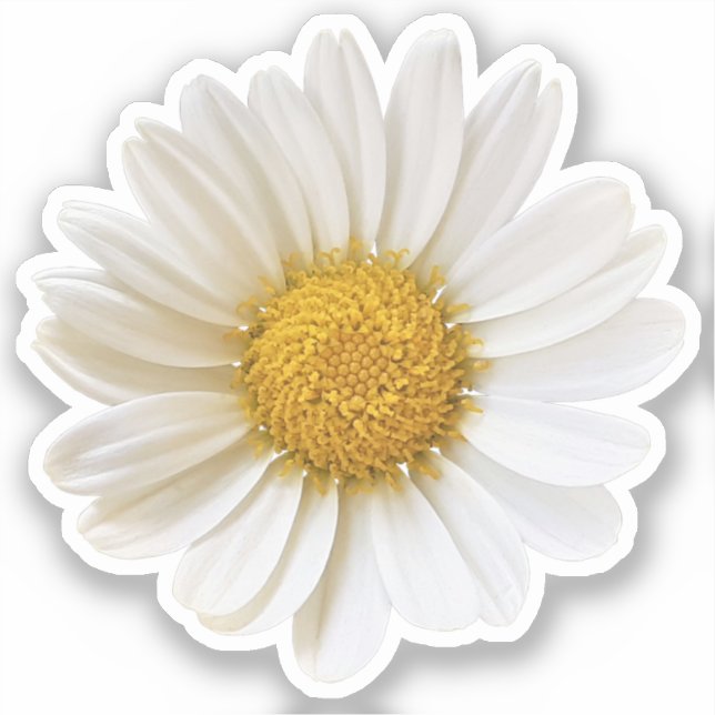 Single White Daisy Aufkleber (Vorderseite)