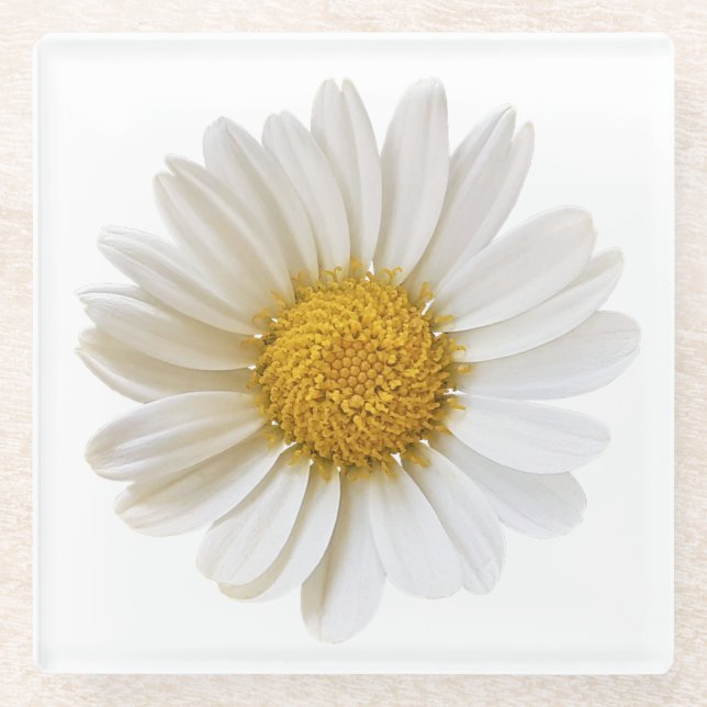 Single White Daisy Glass Untersetzer (Vorderseite)
