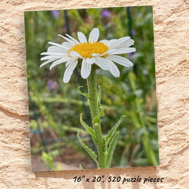 Single White Daisy Nah-Up-Foto Puzzle (Completed Shasta Daisy jigsaw puzzle.)