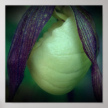 Single White Lady Slipper Orchid Blume Nah